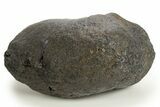 Huge, Fossil Whale Ear Bone - South Carolina #325702-1